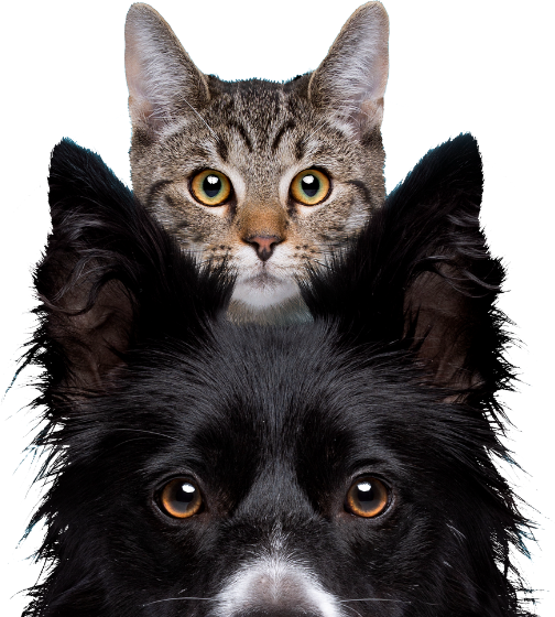 Vulnerable looking cat and dog