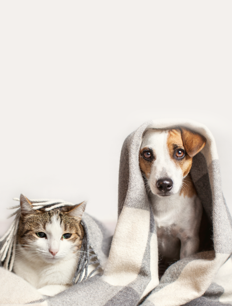 Dog with pleading expression and lethargic looking cat